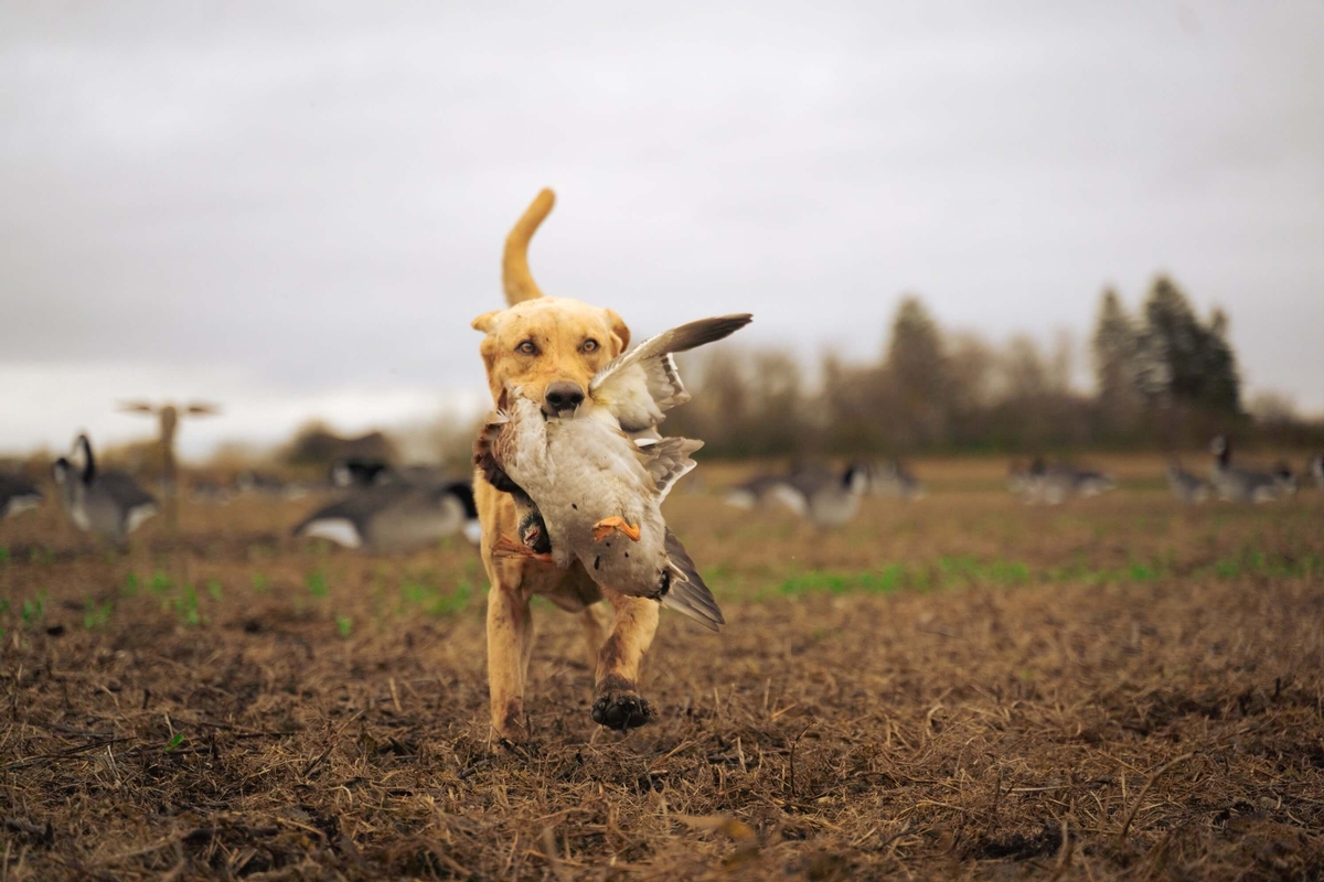 Duck Hunts in Canada Duck Hunts in Canada
