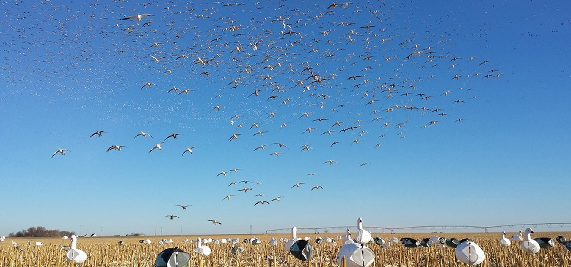 Testimonials Testimonials